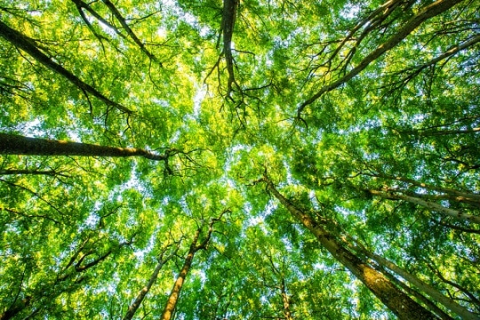 The outlook for the cost of decarbonization Card Image